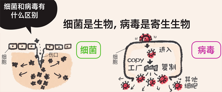 細(xì)菌感染與病毒感染的區(qū)別圖