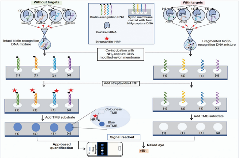 CRISPR-RDB檢測原理