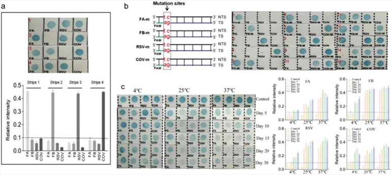 CRISPR-RDB檢測特異性和穩(wěn)定性圖