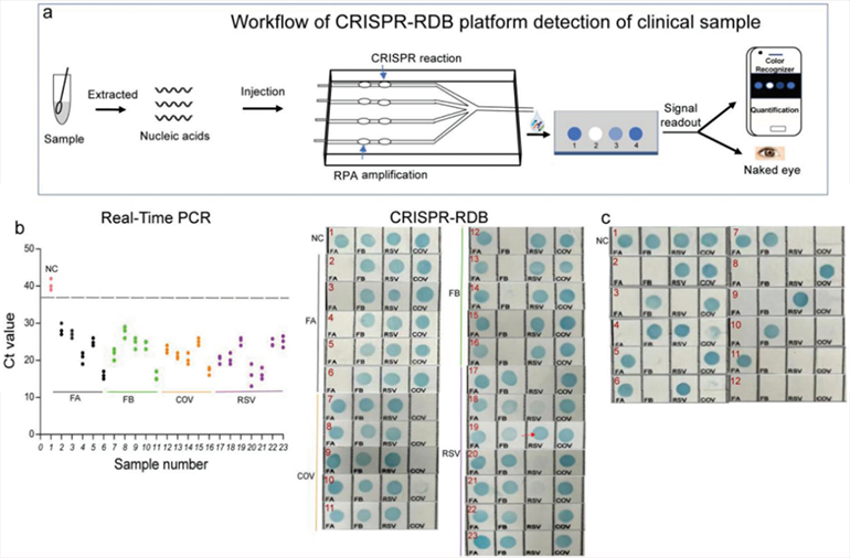 CRISPR-RDB檢測呼吸道臨床樣本圖